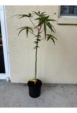 Edible Hibiscus - Chief Kubo