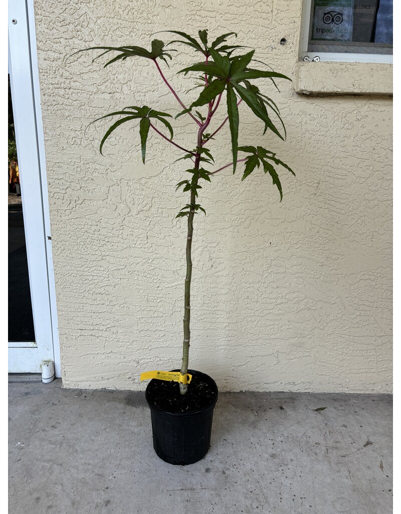 Edible Hibiscus - Chief Kubo