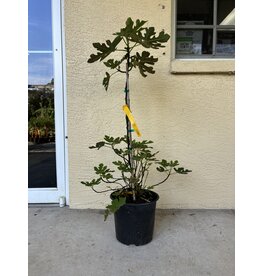 Fig - Texas Everbearing