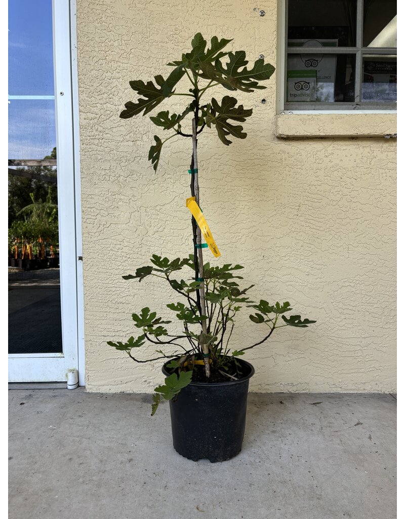 Fig - Texas Everbearing