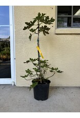Fig - LSU Purple