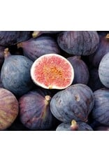 Fig - LSU Purple