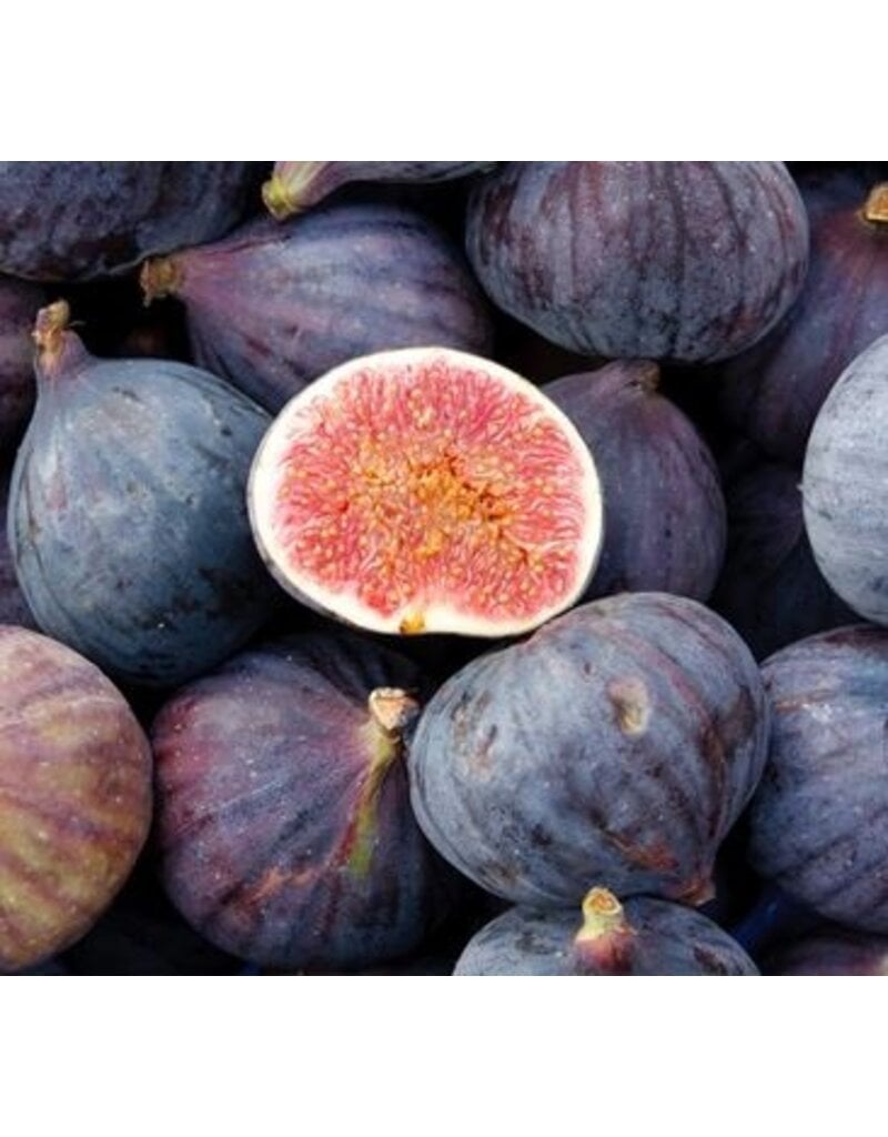 Fig - LSU Purple