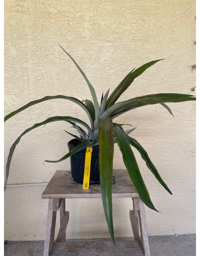 Pineapple - Juicy