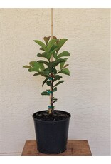 Guava Cattley Red (Strawberry) 3 Gallon