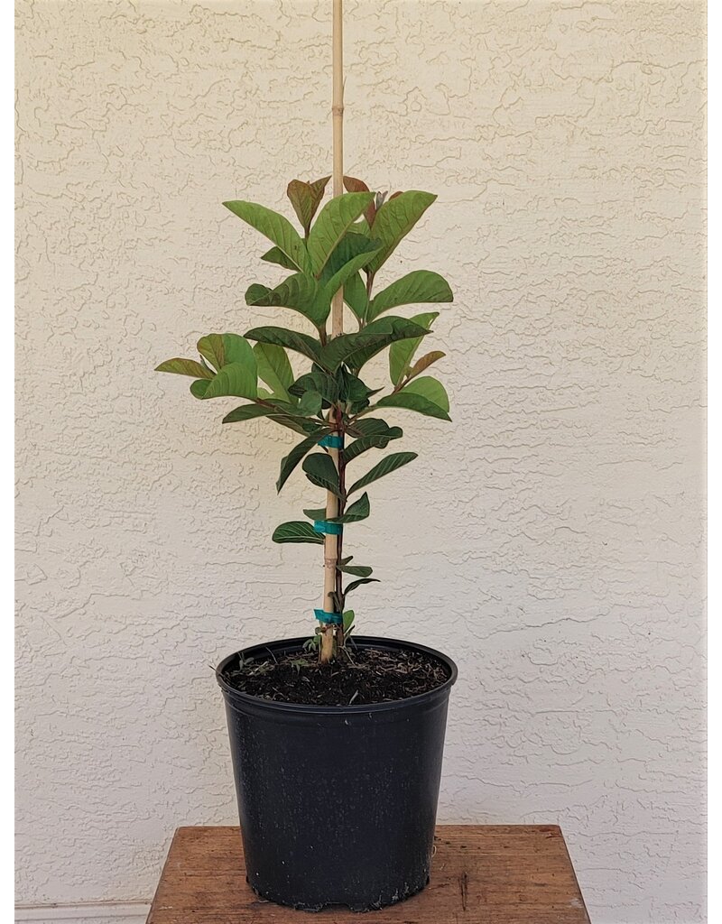 Guava Cattley Red (Strawberry) 3 Gallon