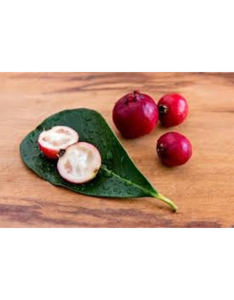 Guava Cattley Red (Strawberry) 3 Gallon
