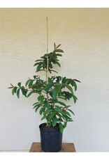 Guava - Indo Seedless