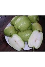 Guava - Indo Seedless