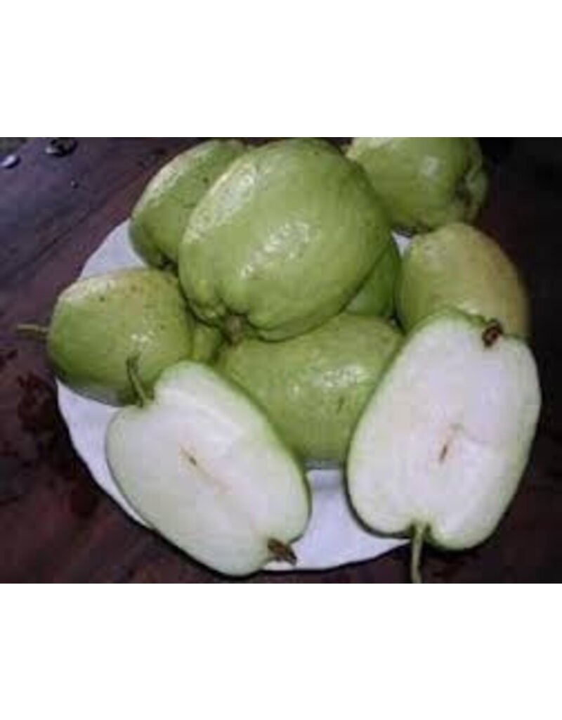 Guava - Indo Seedless