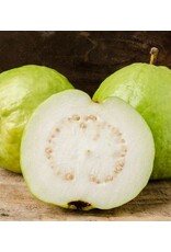 Guava Kilo 3 Gallon