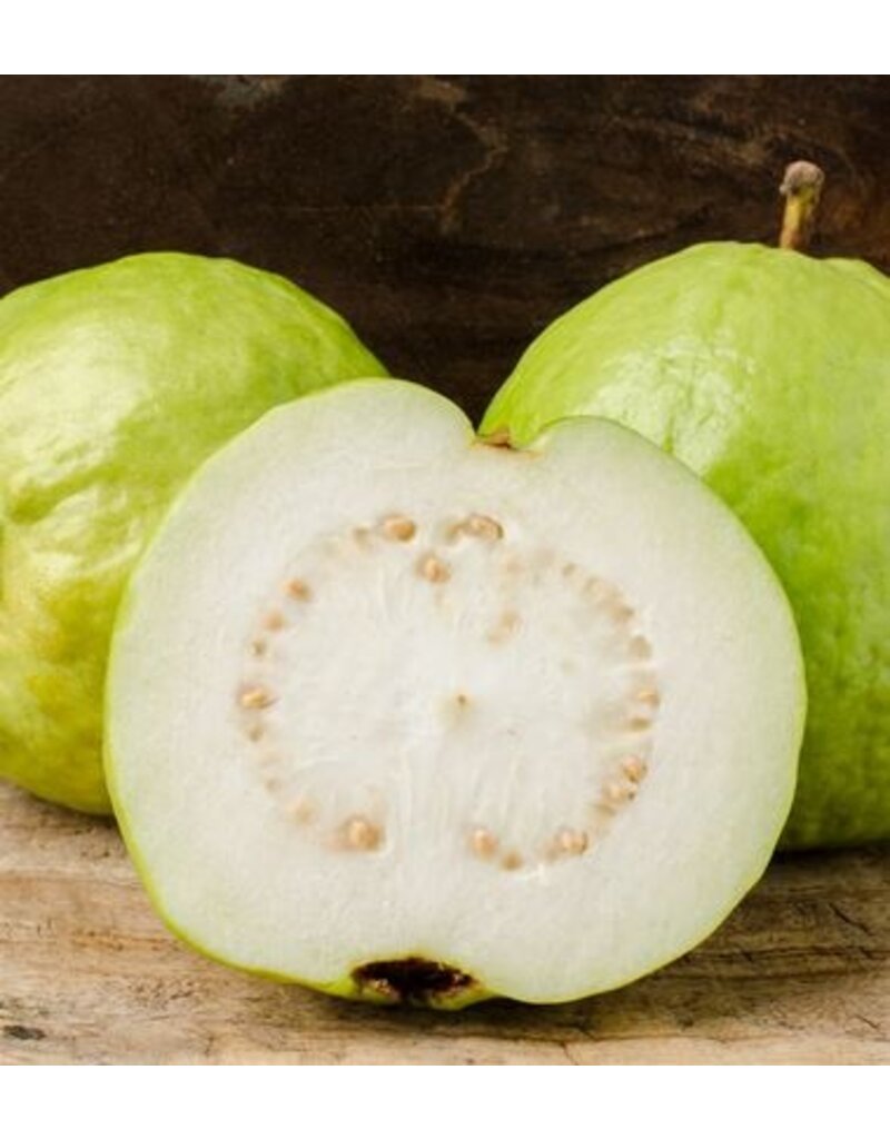 Guava Kilo 3 Gallon