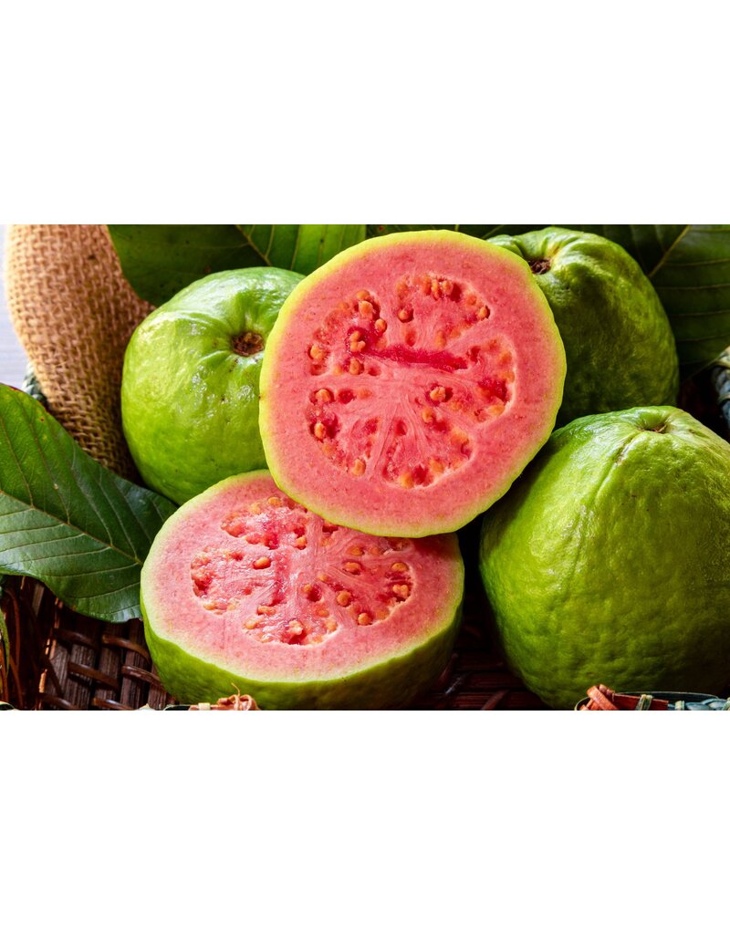 Guava Ruby  X Supreme 3 Gallon