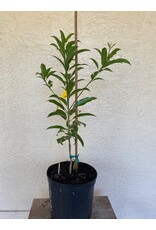 Sapodilla Tikal 3 gallon