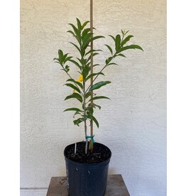 Sapodilla Tikal 3 gallon