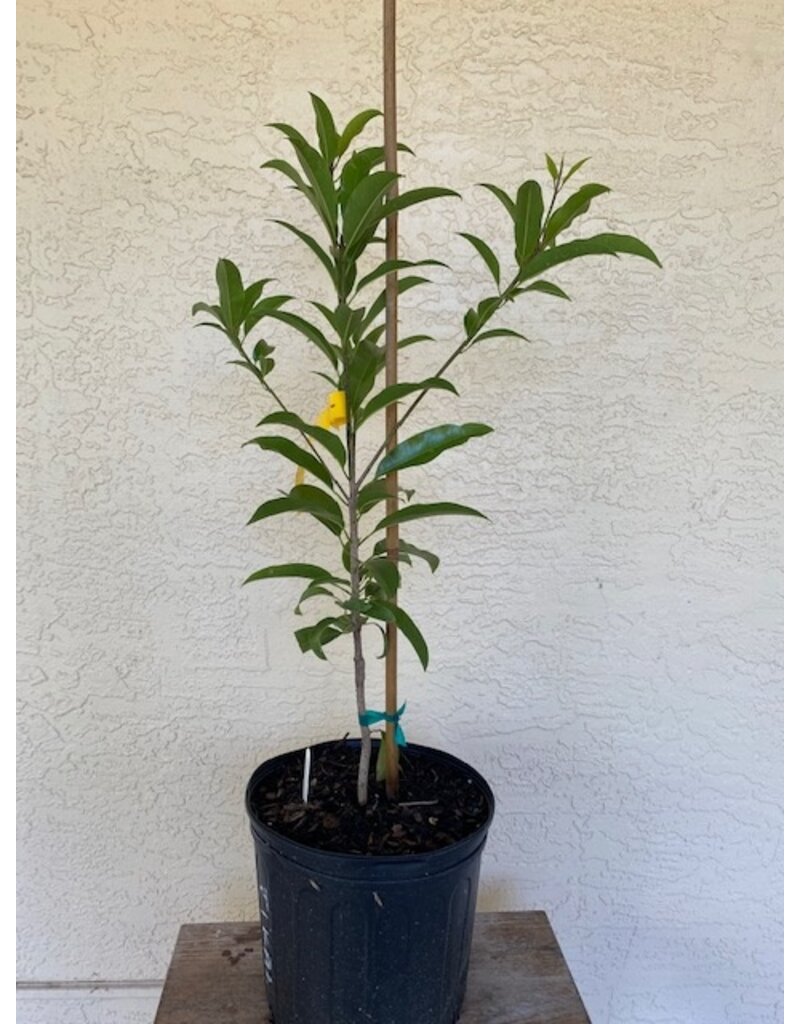 Sapodilla Tikal 3 gallon