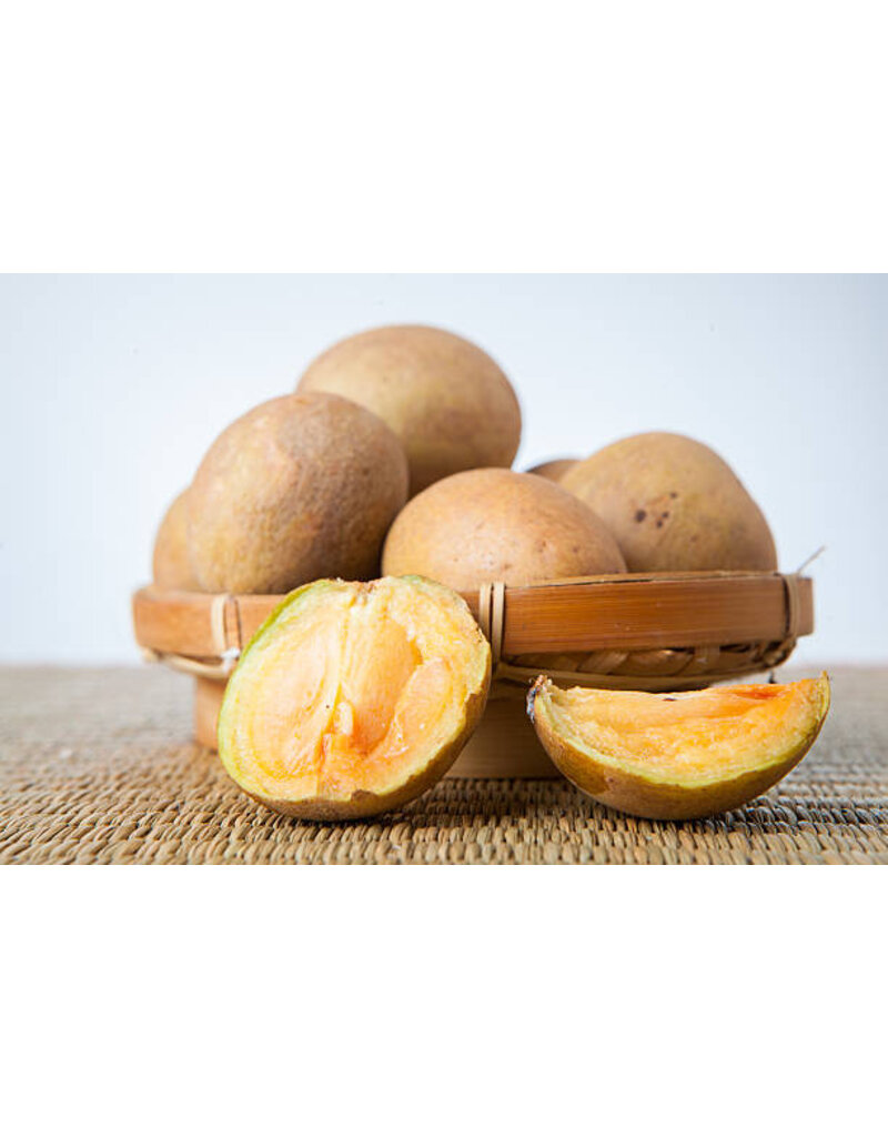 Sapodilla Tikal 3 gallon