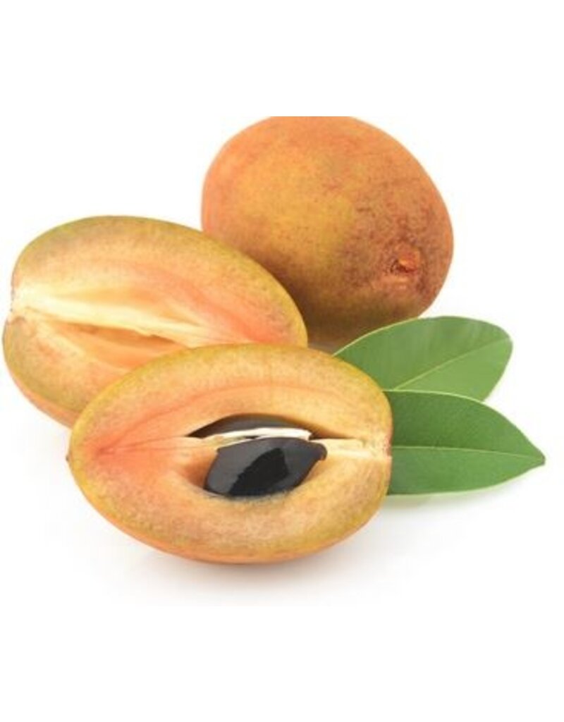 Sapodilla Tikal 3 gallon