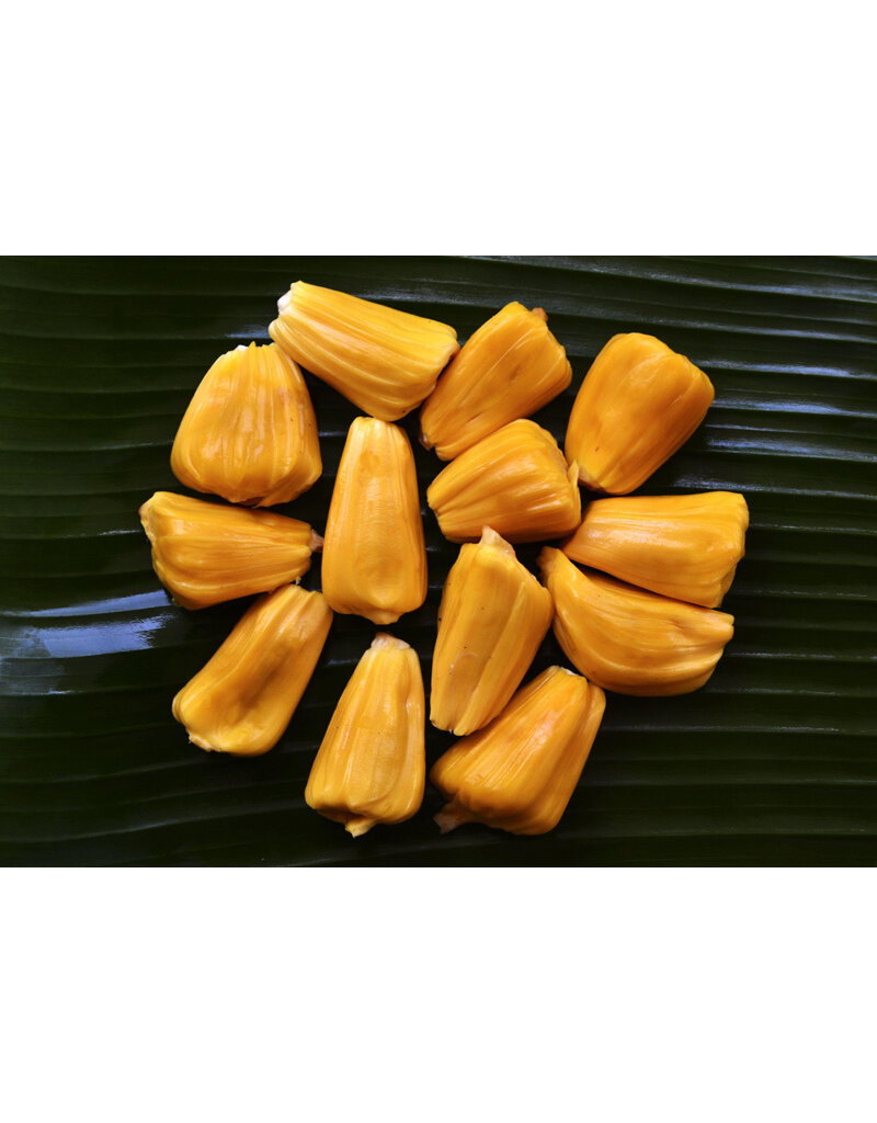 Jackfruit - Black Gold 3 Gallon Grafted
