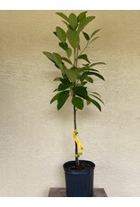 Jackfruit - Black Gold 3 Gallon Grafted