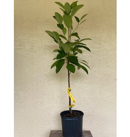 Jackfruit - Black Gold 3 Gallon Grafted