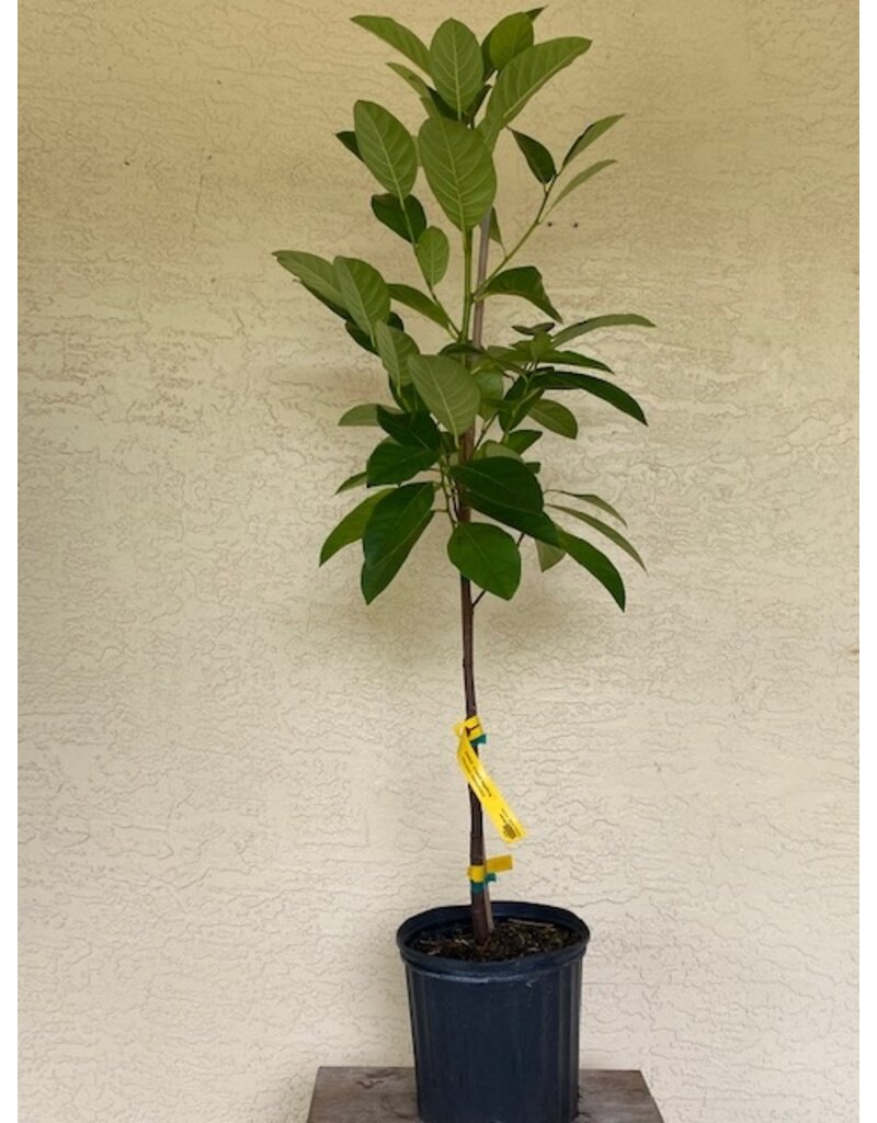 Jackfruit - Cantaloupe 3 Gallon Grafted