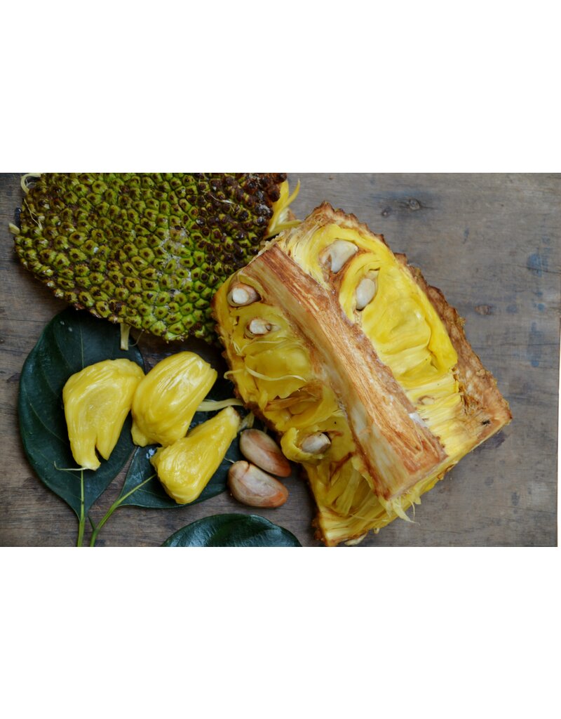 Jackfruit - Cantaloupe 3 Gallon Grafted