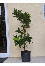 Jackfruit - Golden Nugget 3 Gallon Grafted