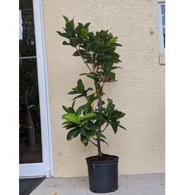 Jackfruit - Golden Nugget 3 Gallon Grafted