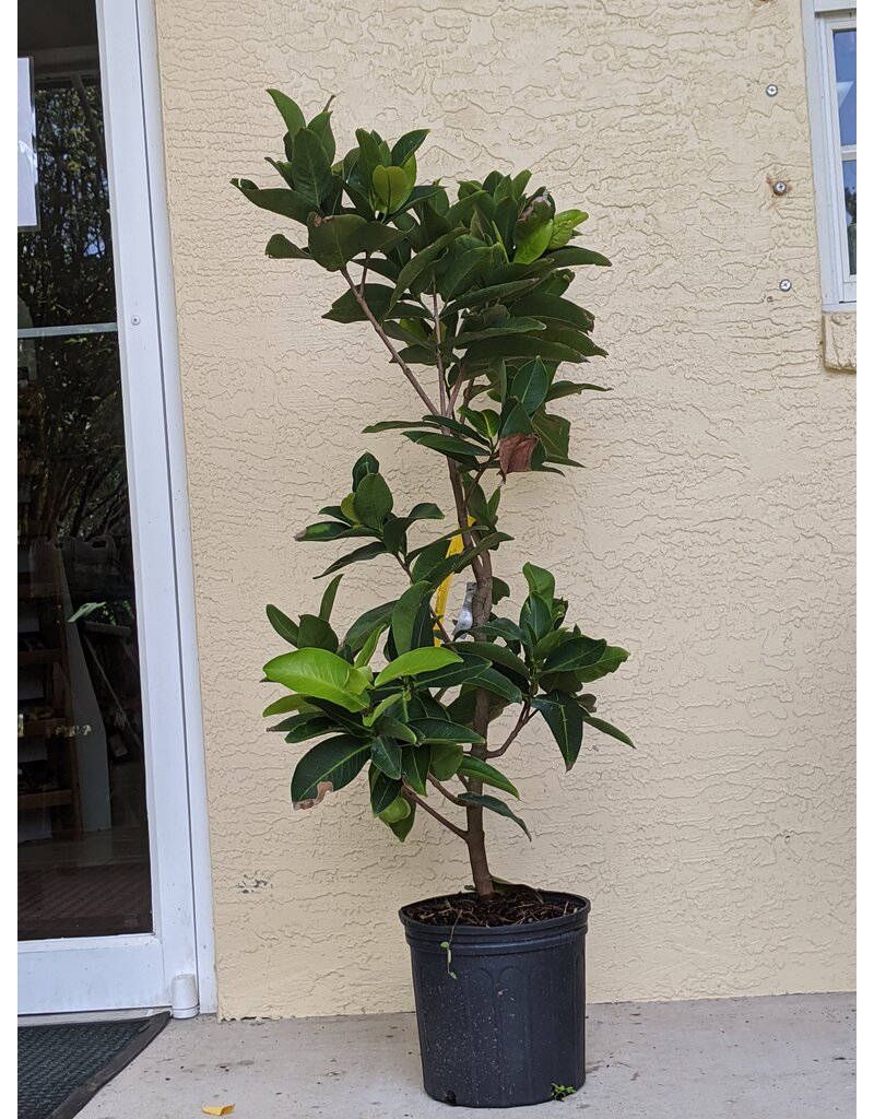 Jackfruit - Golden Nugget 3 Gallon Grafted