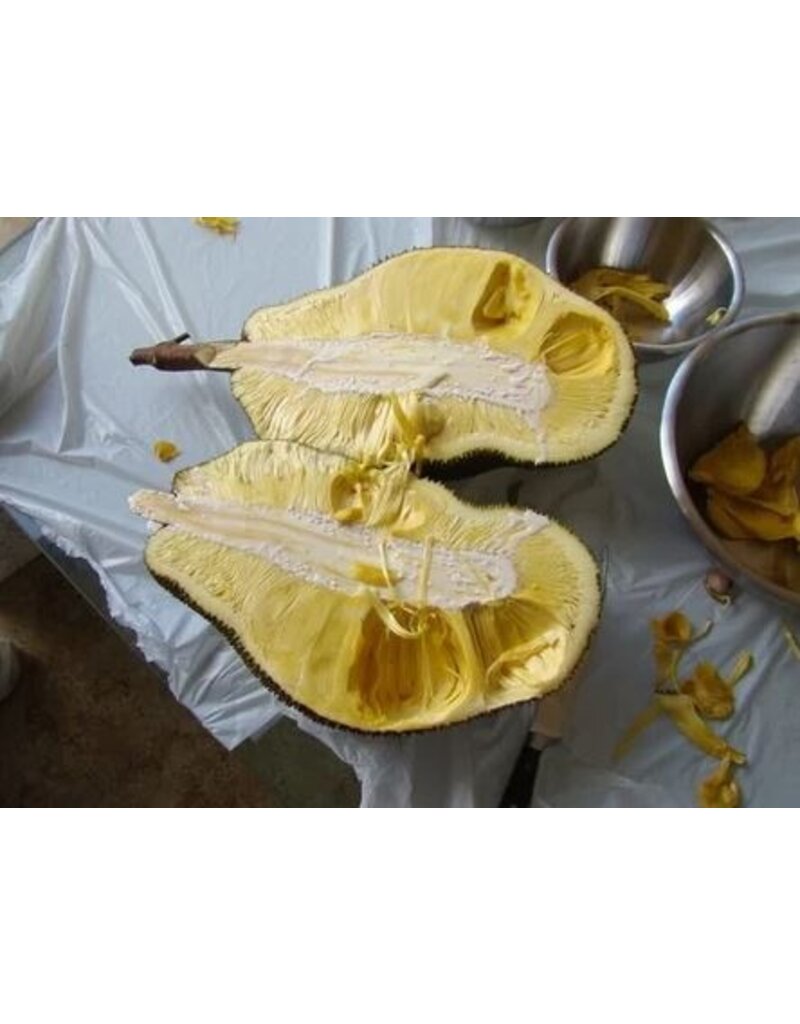 Jackfruit - Mai 1 3 Gallon Grafted