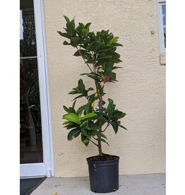 Jackfruit - Orange Crisp 3 Gallon Grafted