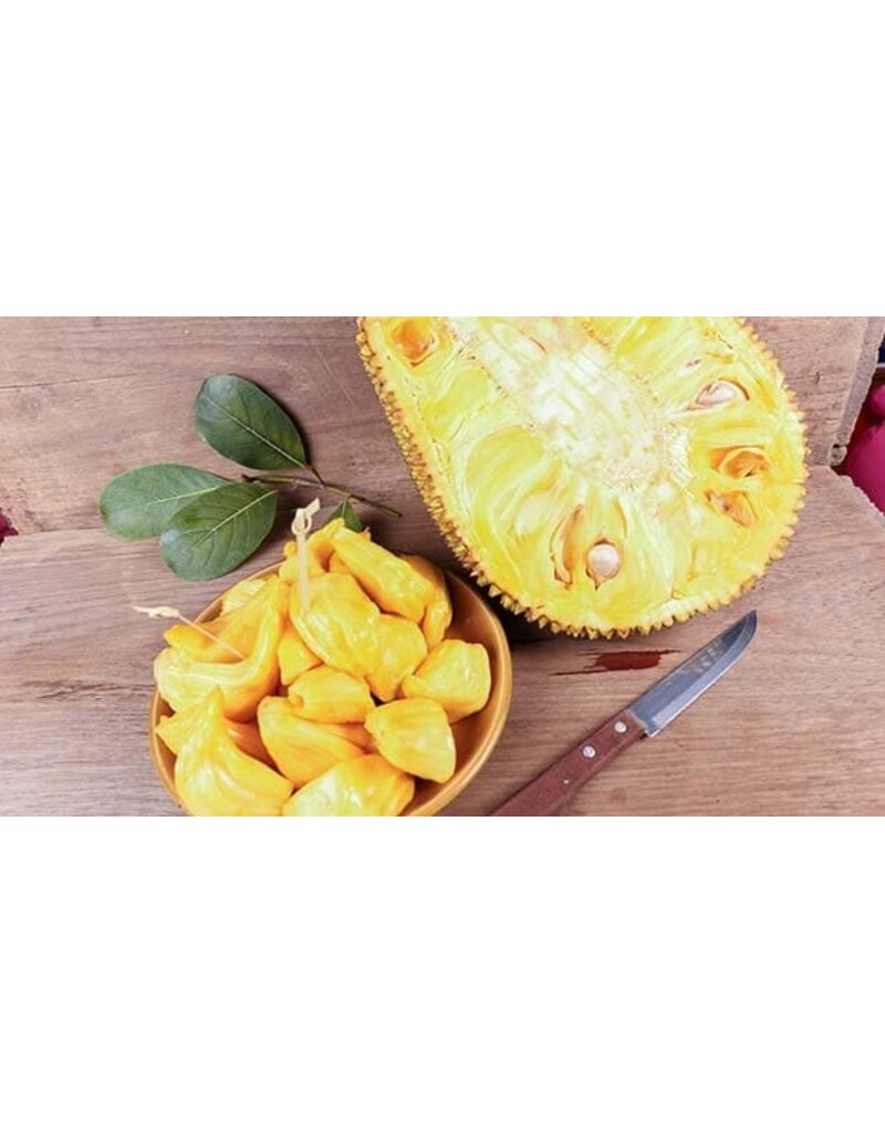 Jackfruit - Orange Crisp 3 Gallon Grafted