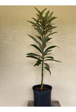 Loquat - Sherry
