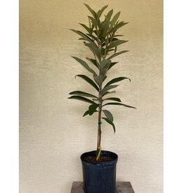 Loquat - Sherry