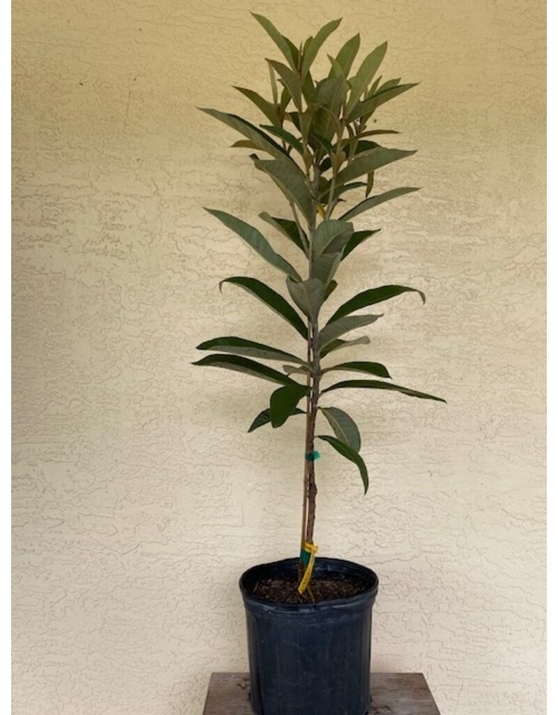 Loquat - Sherry