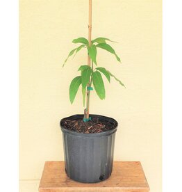 Mango  Angie 3 Gallon