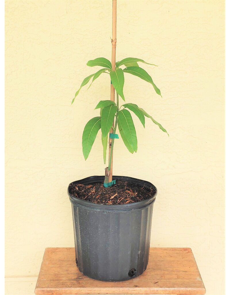 Mango  Angie 3 Gallon