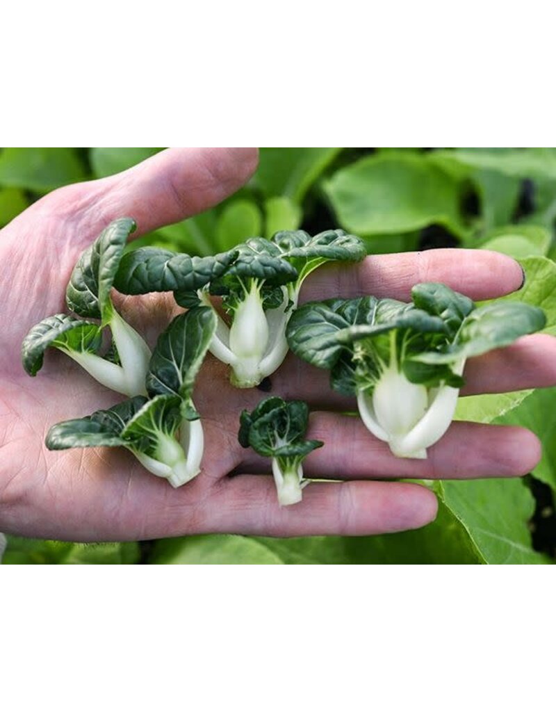 Baker Creek Seeds Bok Choy, Hedou Tiny