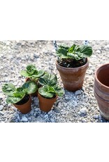 Baker Creek Seeds Bok Choy, Hedou Tiny