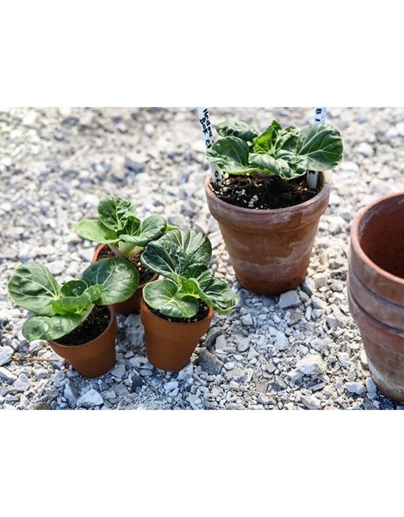 Baker Creek Seeds Bok Choy, Hedou Tiny
