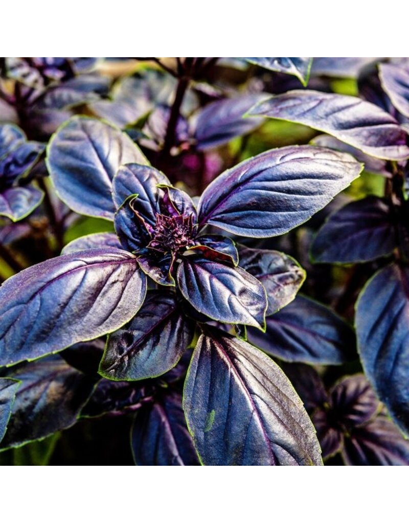 Baker Creek Seeds Basil, Dark Purple Opal