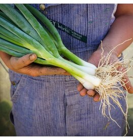 Baker Creek Seeds Onion, Ishikura