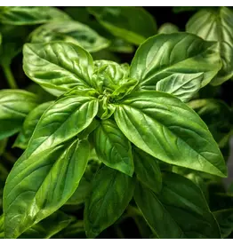 Baker Creek Seeds Basil, Genovese