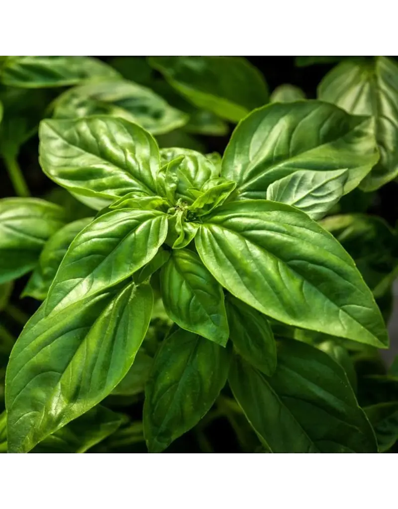 Baker Creek Seeds Basil, Genovese