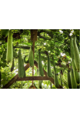 Baker Creek Seeds Dishcloth Gourd - Luffa