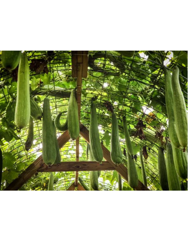 Baker Creek Seeds Dishcloth Gourd - Luffa