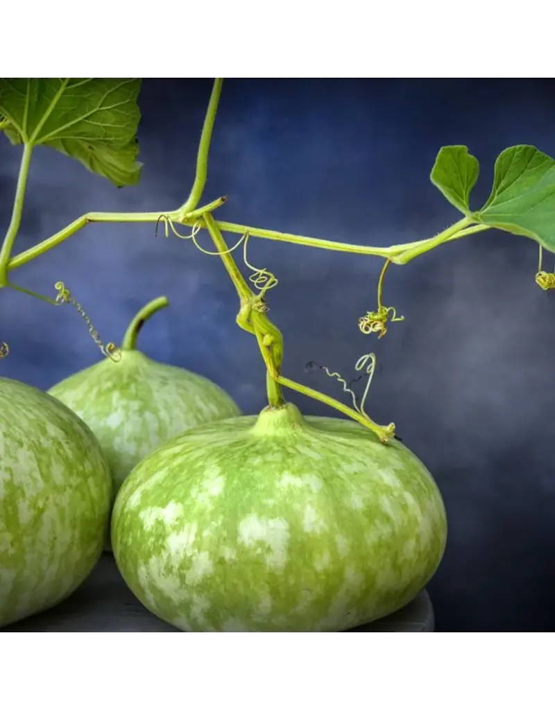 Baker Creek Seeds Peru Sugar Bowl Gourd