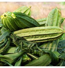 Baker Creek Seeds Krobanko Luffa Gourd