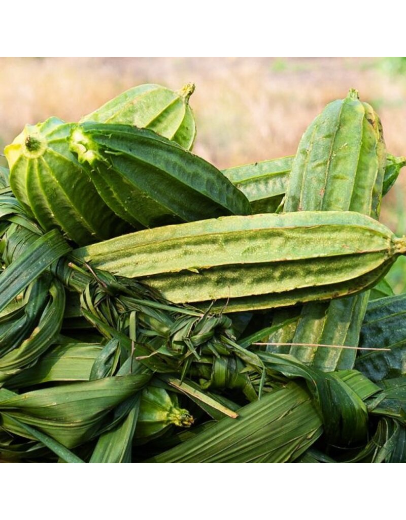 Baker Creek Seeds Krobanko Luffa Gourd
